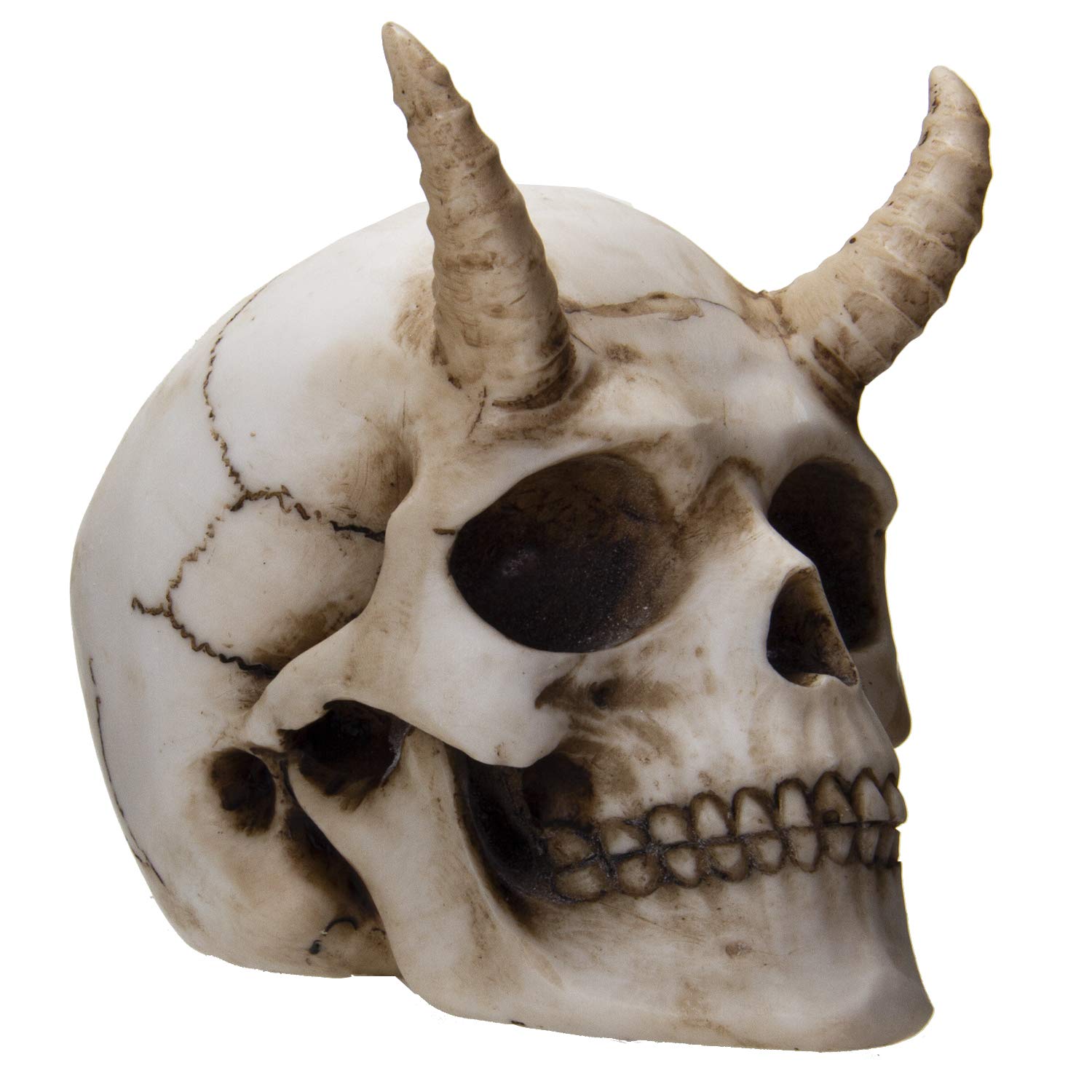 Ancient giant skull with ‘horns’ discovered during an archaeological excavation in Sayre. - BAP NEWS