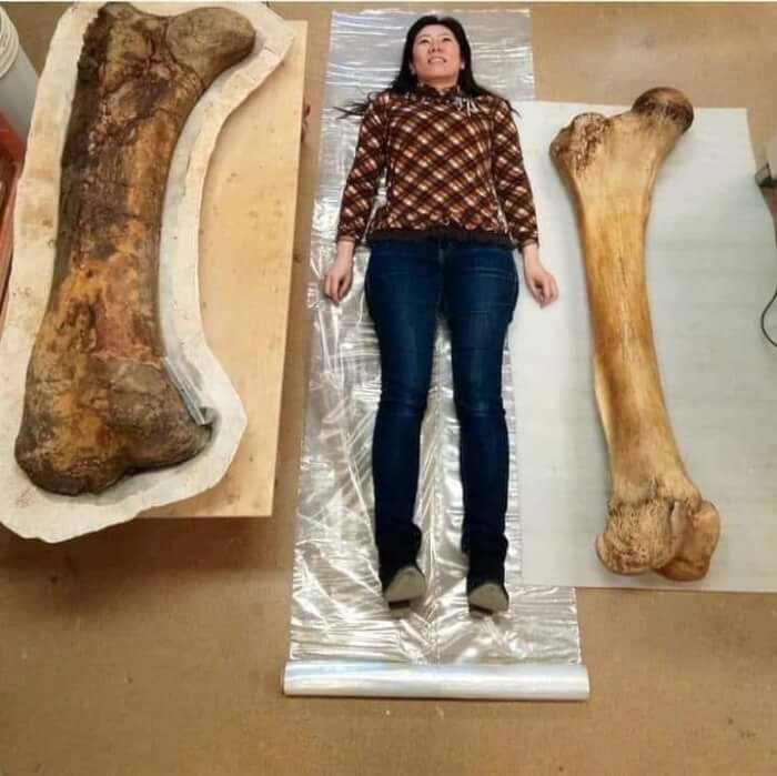 Archaeologists Have Discovered Enormous Skeletons, Establishing The Existence Of Giants In The Past - Mnews