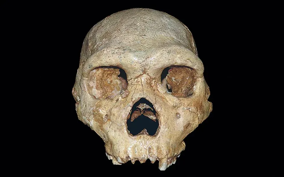 Dіscovery of а 700,000-Year-Old Humаn Skull іn Greeсe Chаllenges the “Out of Afrіca Theory”